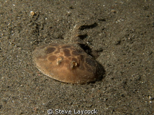 "Pygmy" Torpedo ray - on night dive by Steve Laycock 